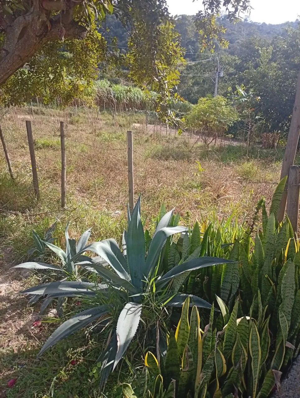 Foto - Betim - Parque do Cedro (Icaivera)