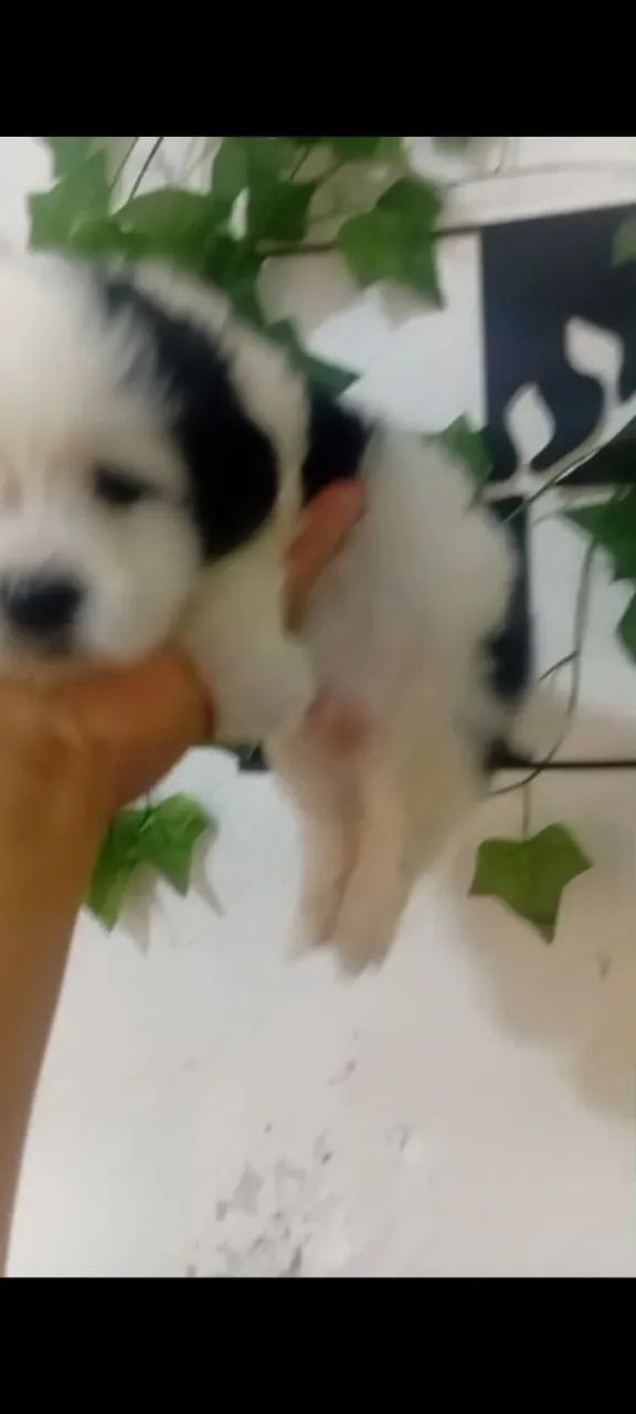 Pet amor ?  - Foto 3