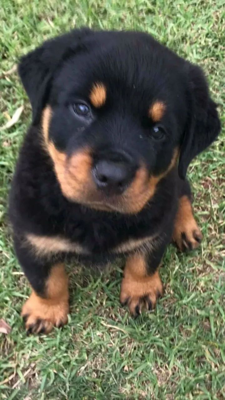 Querido Rottweiler 