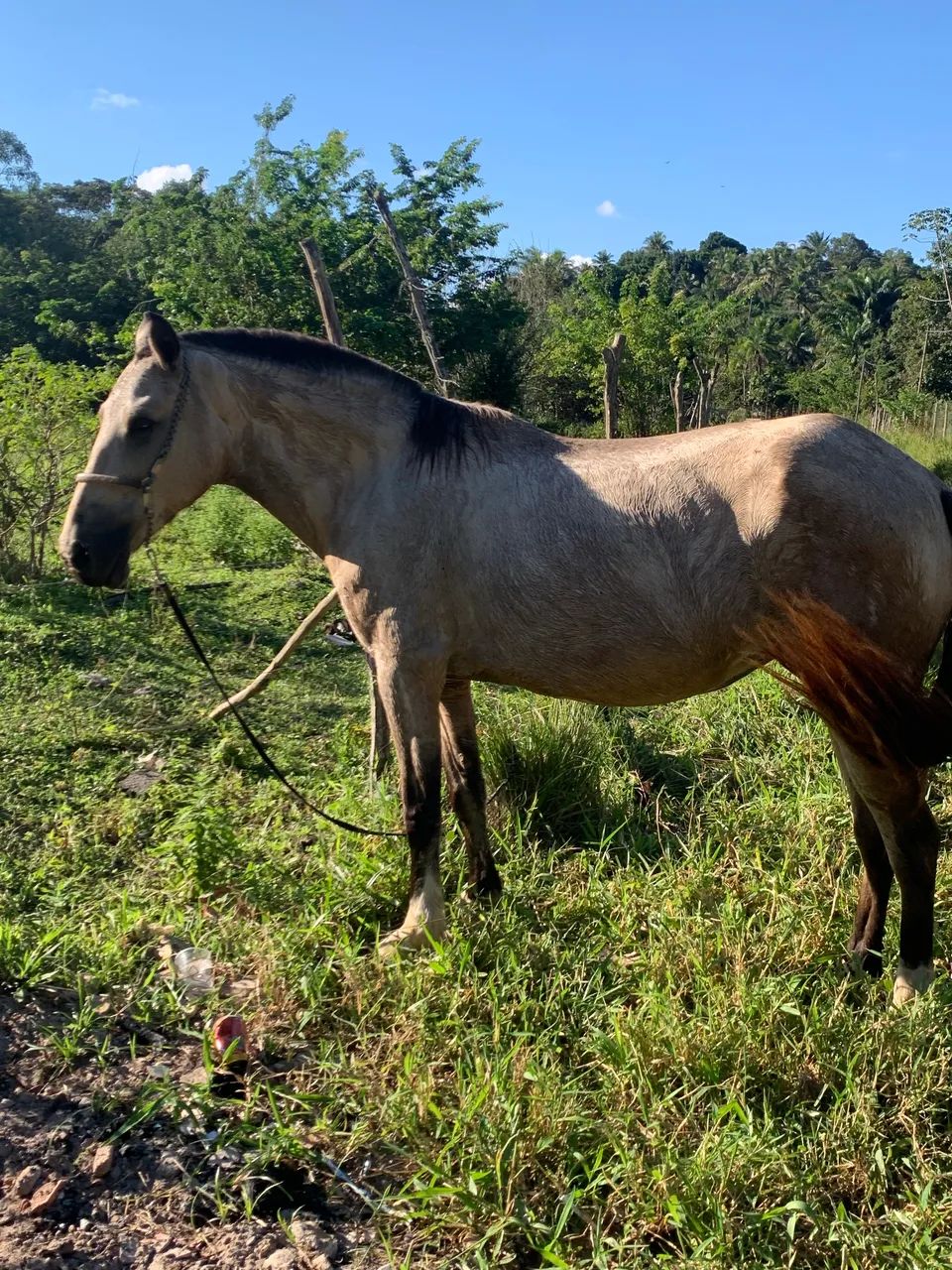 Égua  - Foto 3