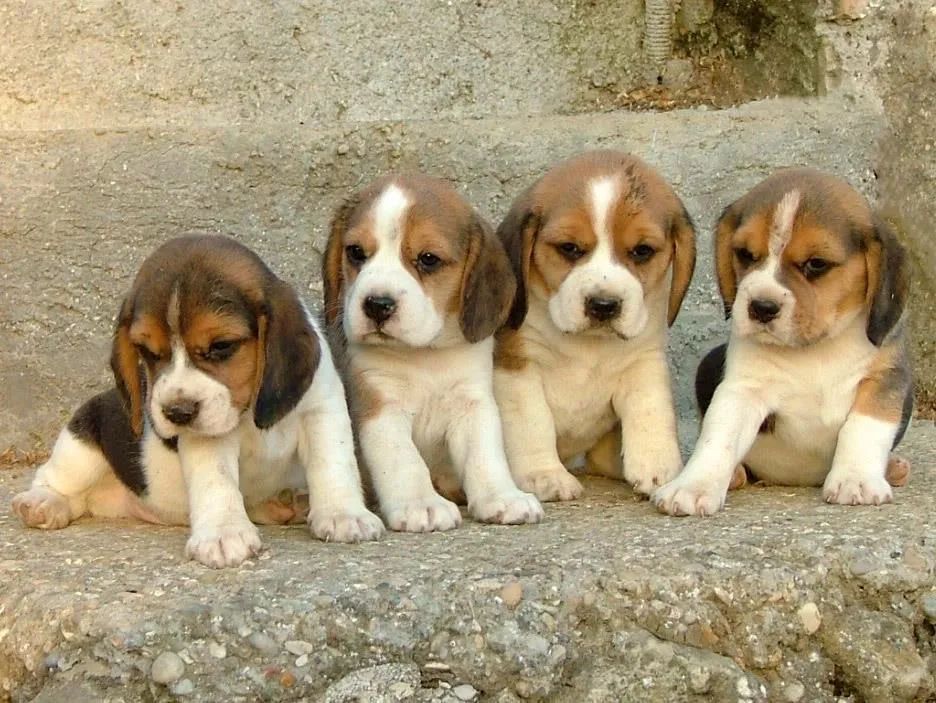 Pequenos beagles filhotes 