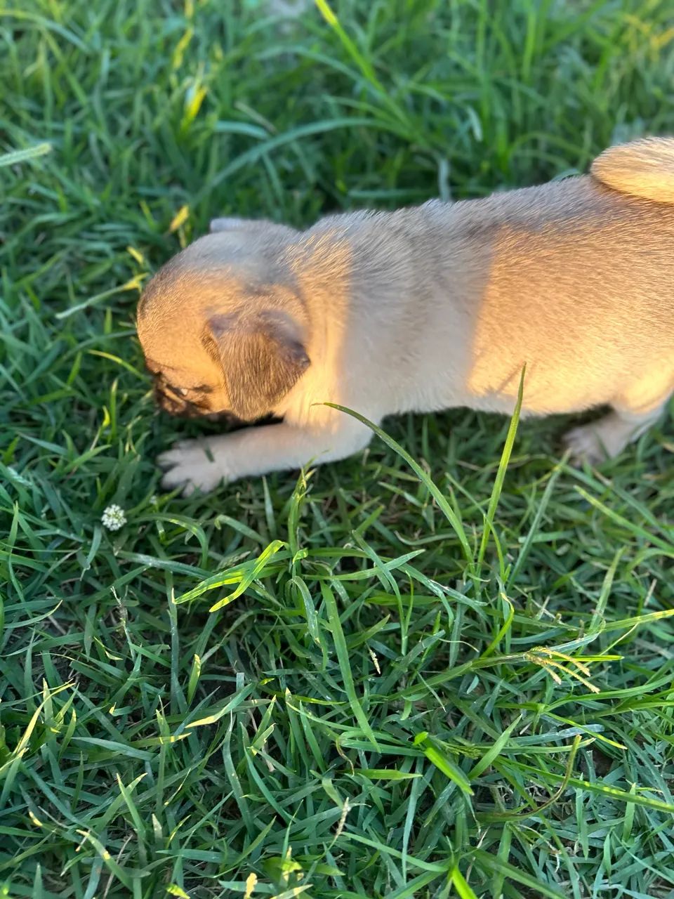 Pug fêmea  - Foto 3