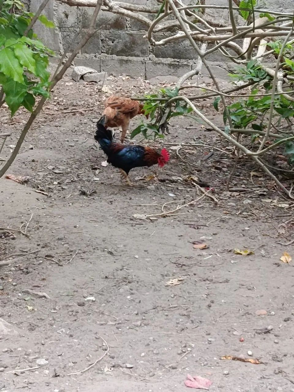 Um Mini galo  - Foto 2