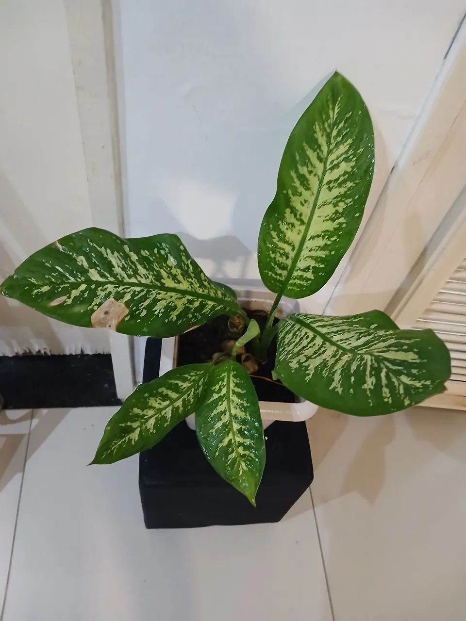 Jarro pronto com planta comigo ninguém  pode  - Foto 4