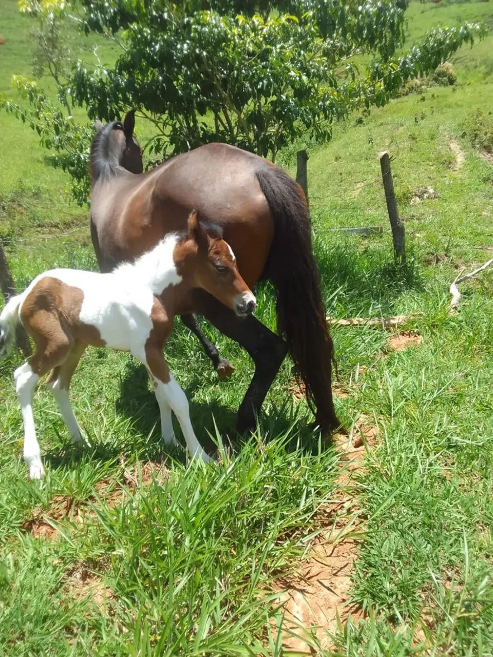 Lindo Sitio Rio Preto com 39 hectares