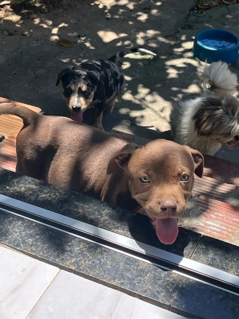 Pit monster 