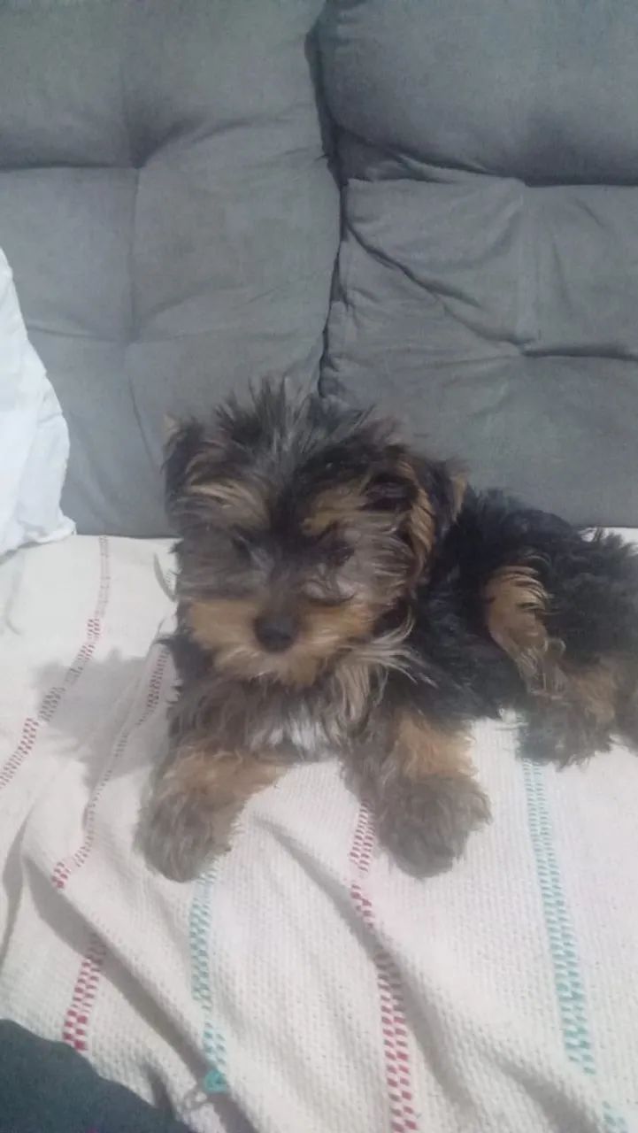 Filhote de yorkshire terrier