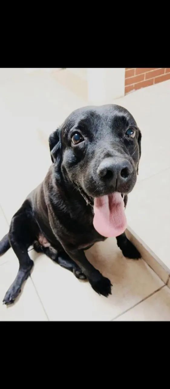 Doação de cachorro  - Foto 2