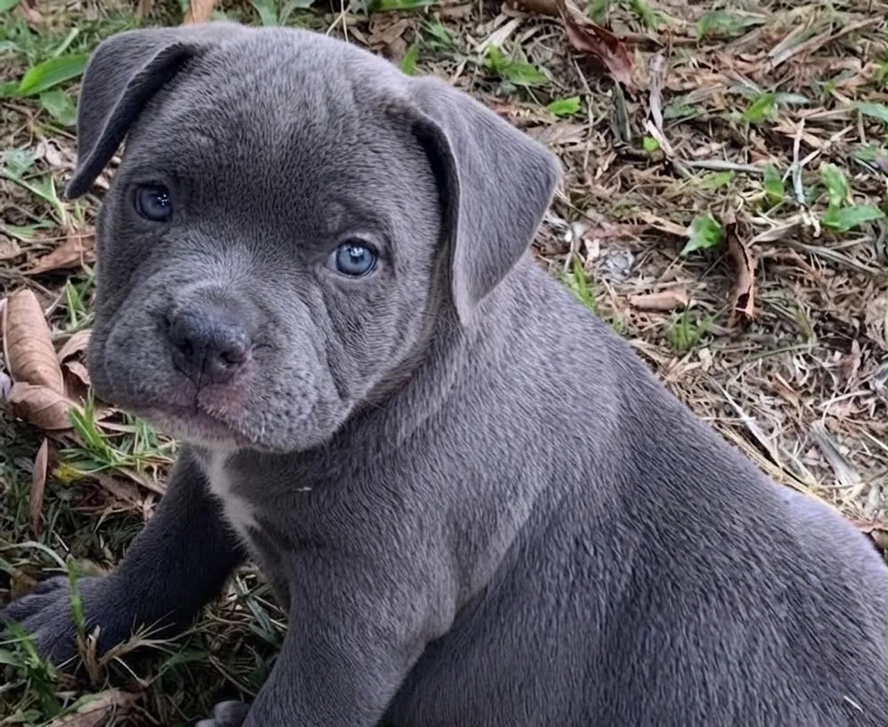 American bully a partir de 1999