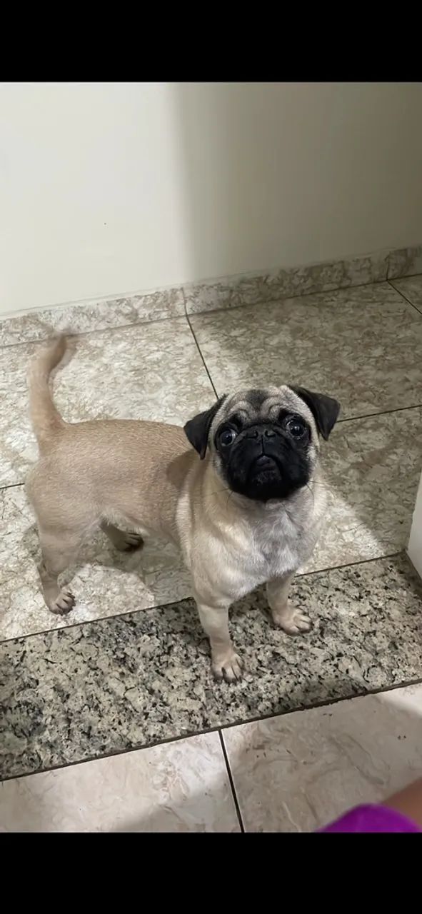 Fêmea de Pug - Foto 3