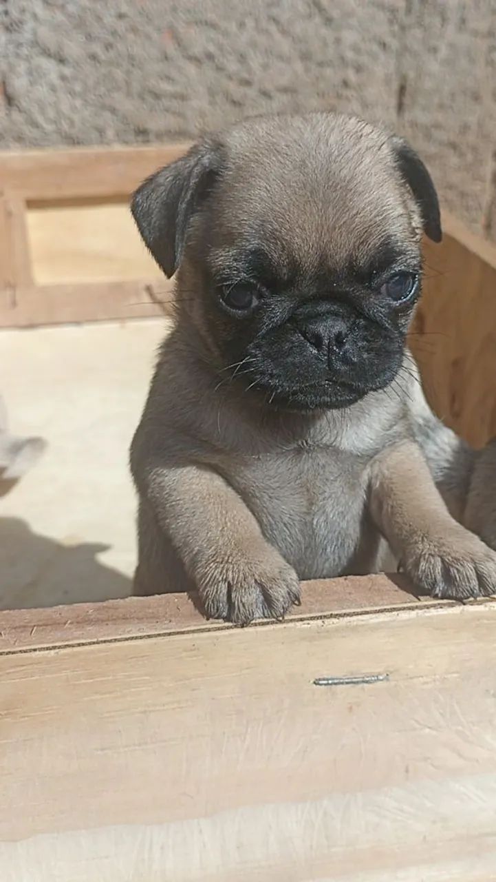 Filhotes de Pug  - Foto 4