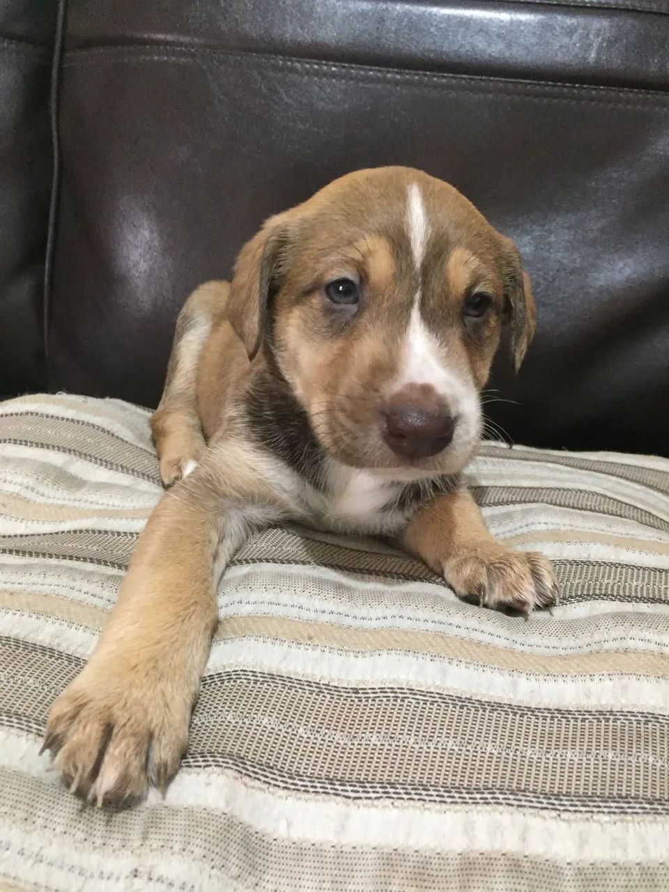Adoção responsável de Cães  - Foto 5