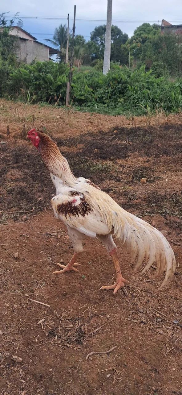 Galo indio 