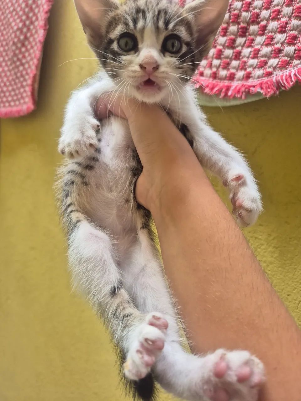 GATINHOS ADOÇÃO