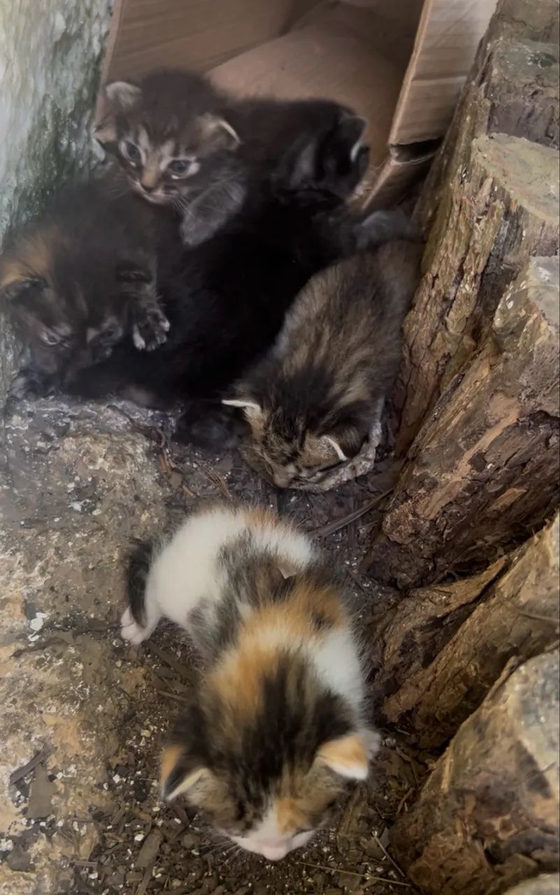 Doação de gato  - Foto 4