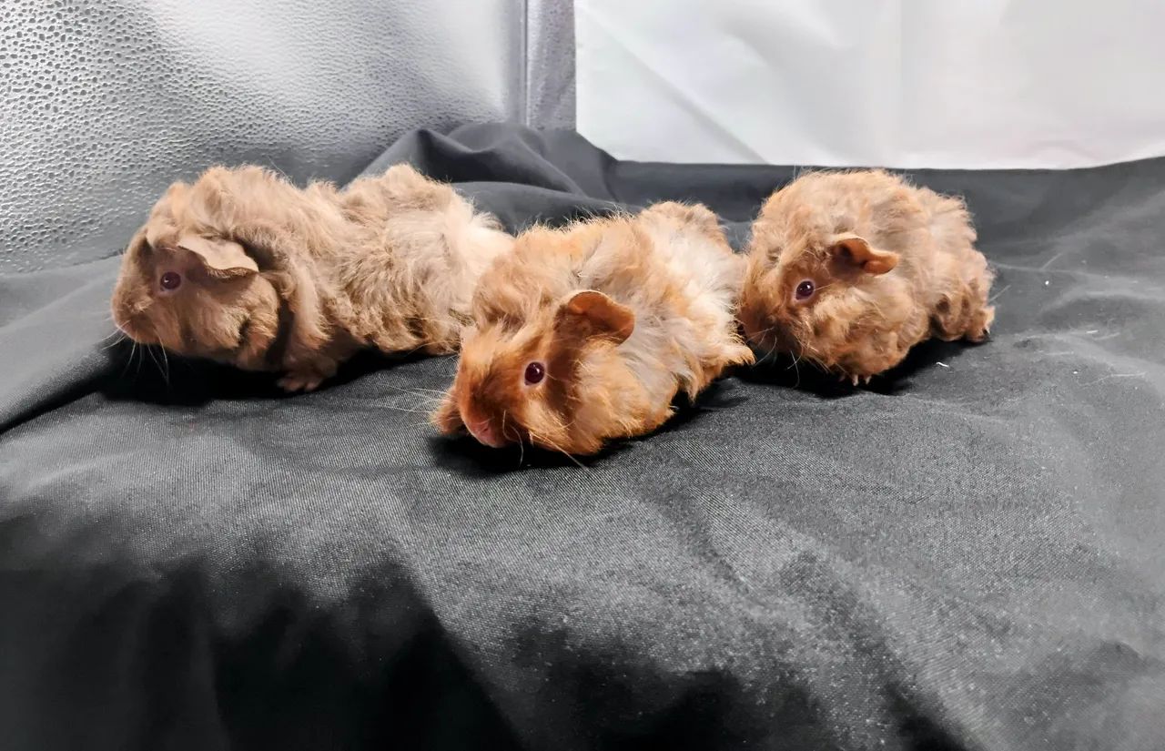 Porquinho da Índia Peruano 