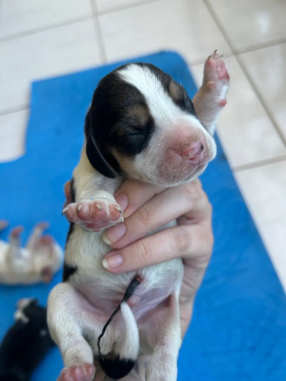 Filhotes de Beagle  - Foto 2