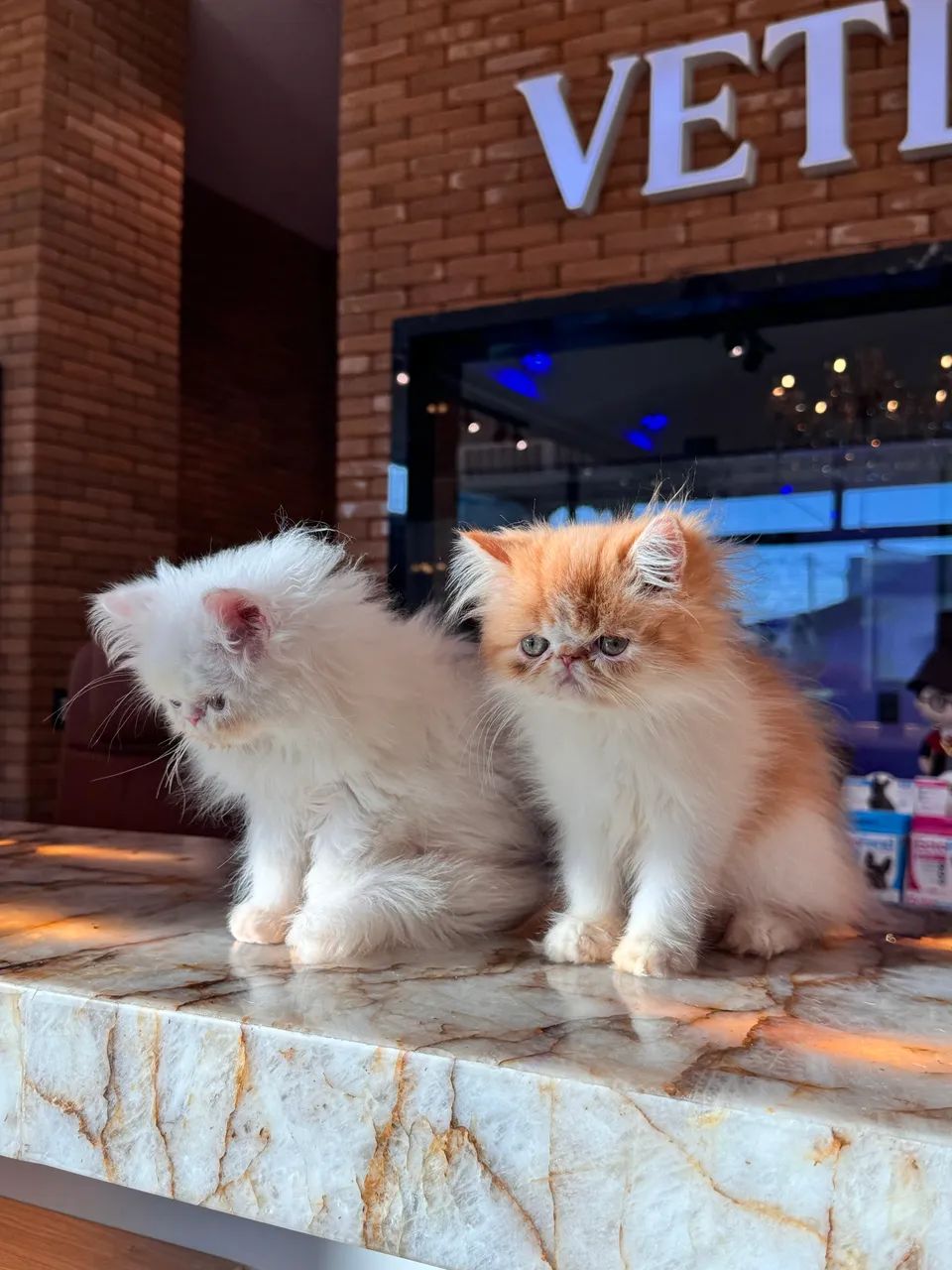 Bonequinhos de luxo - Foto 3
