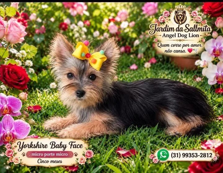 Yorkshire terrier -porte micro platinada 