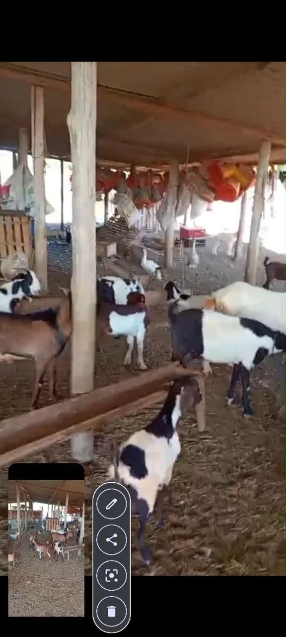 Vendo bodes cabras e carneiros  - Foto 4