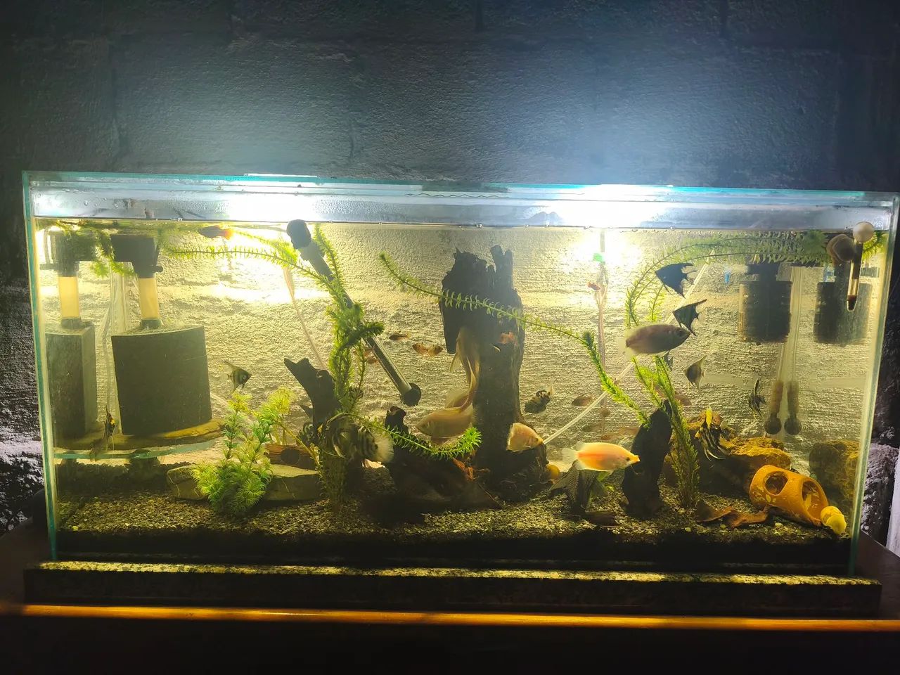 Aquário 180l completo 