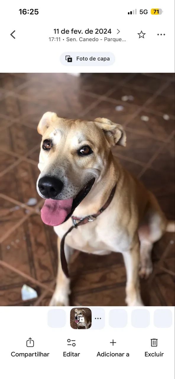 Doação cachorro  - Foto 2