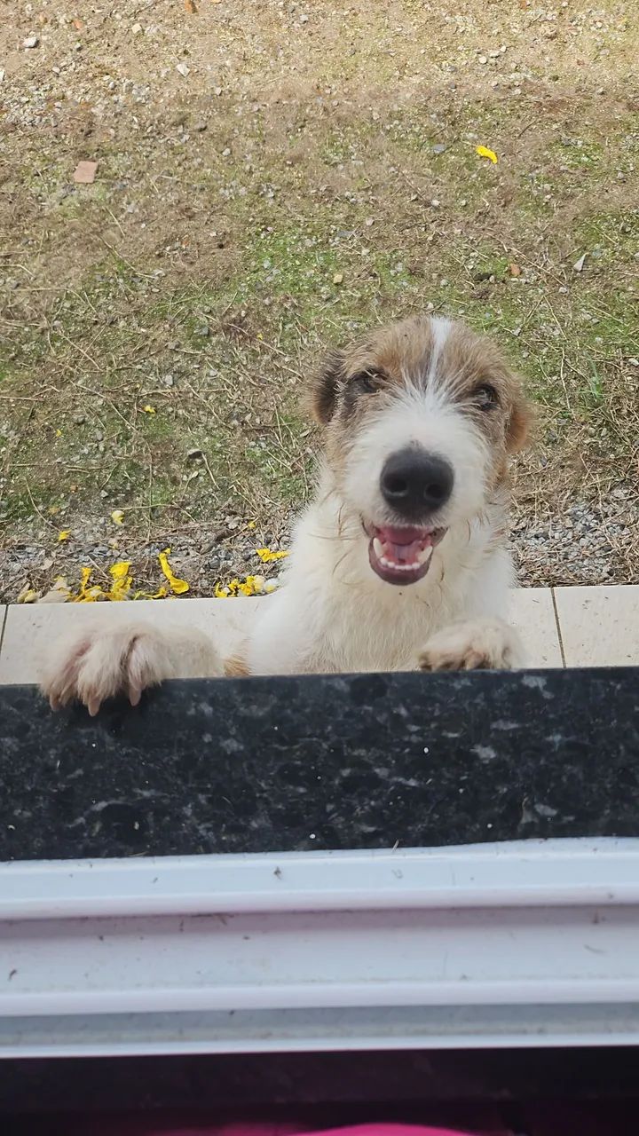 Cachorro p doação 