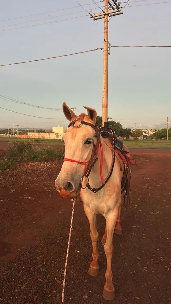 Vendo ou troco égua por outra égua,  - Foto 3