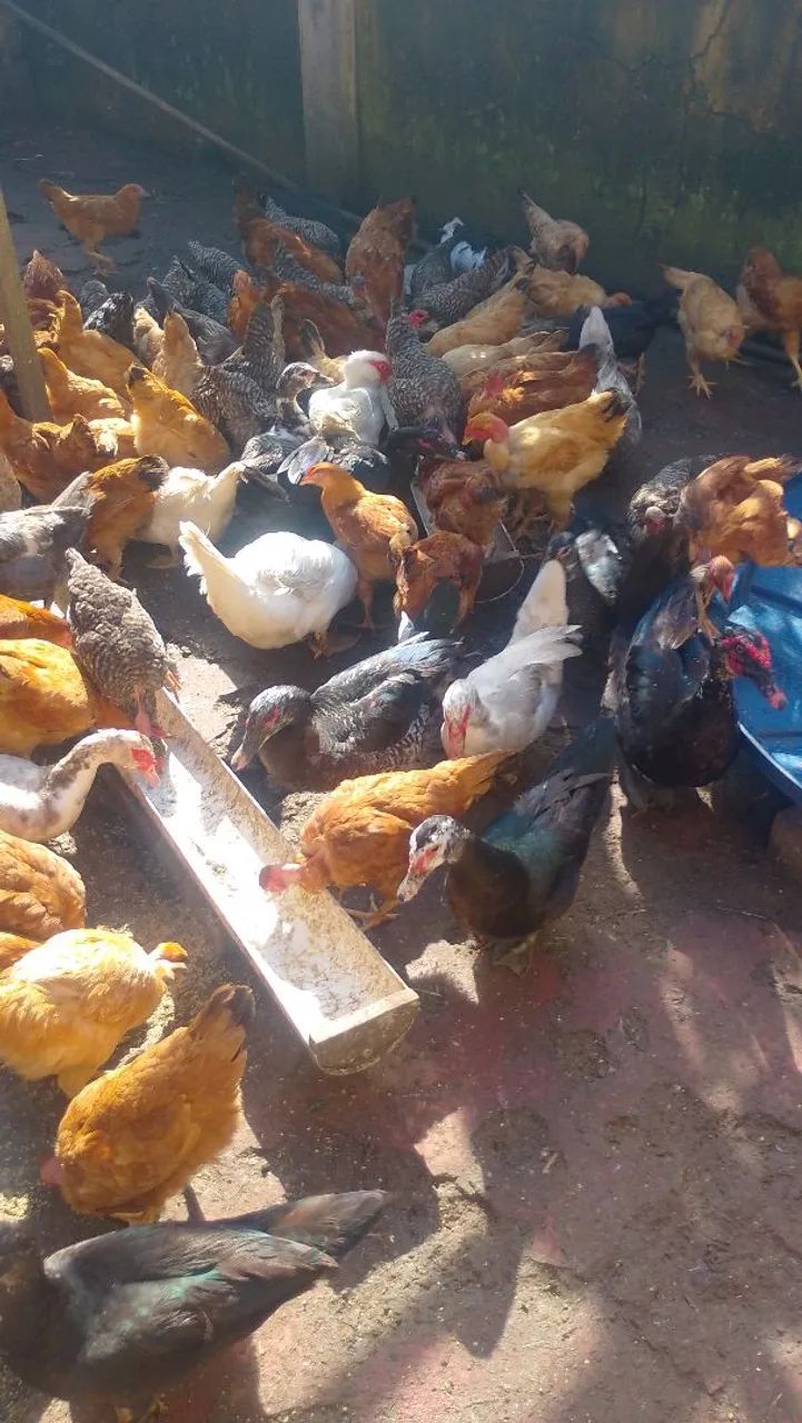 galinhas e patos  - Foto 3