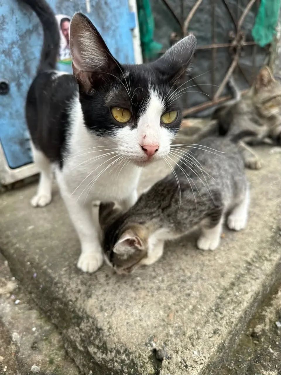Gatinhos para doação 