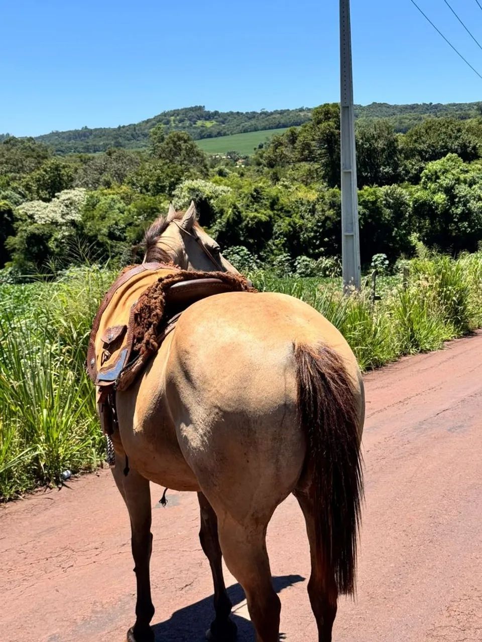 Cavalo castrado  - Foto 3