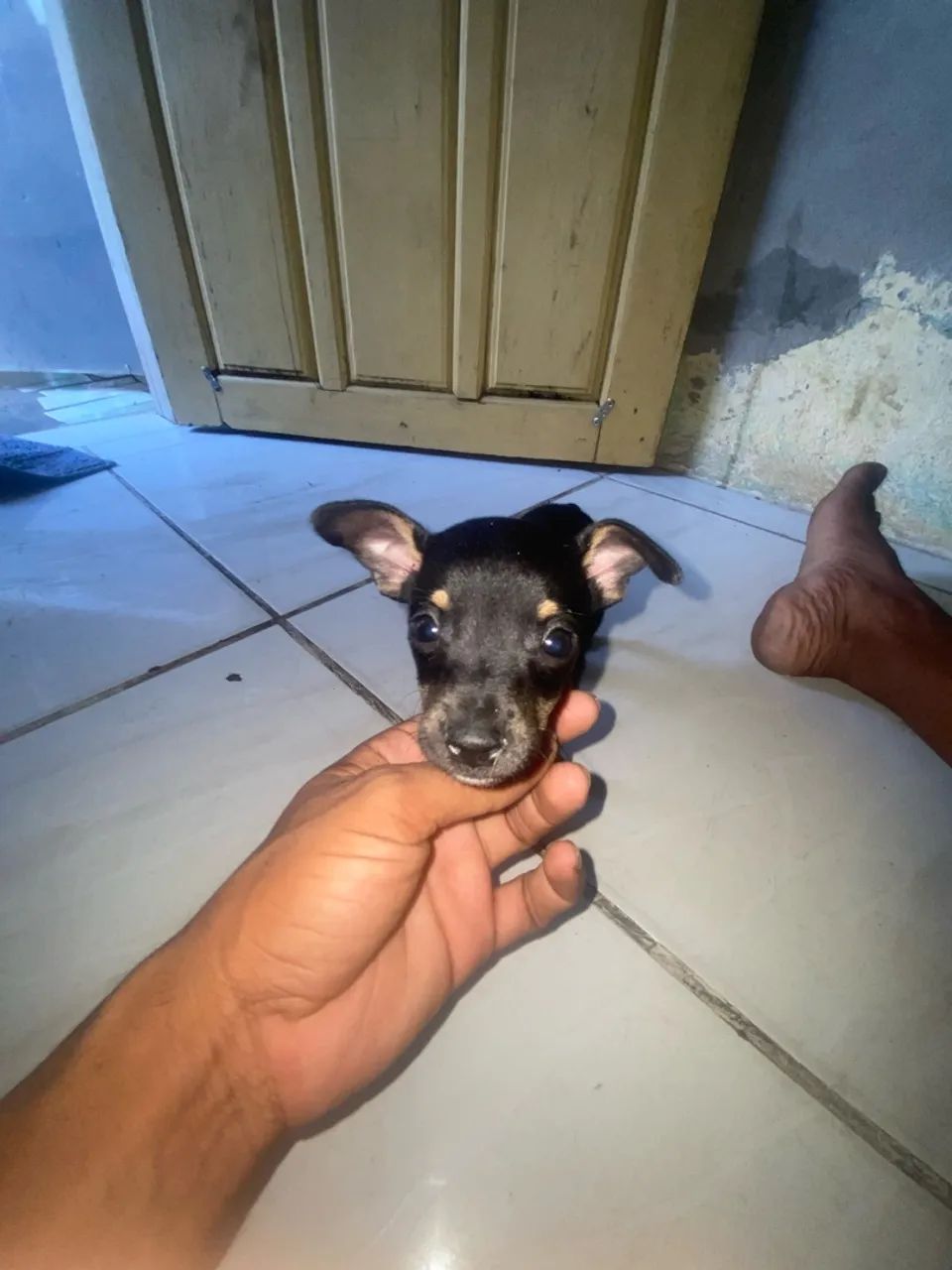 Vendo pincher