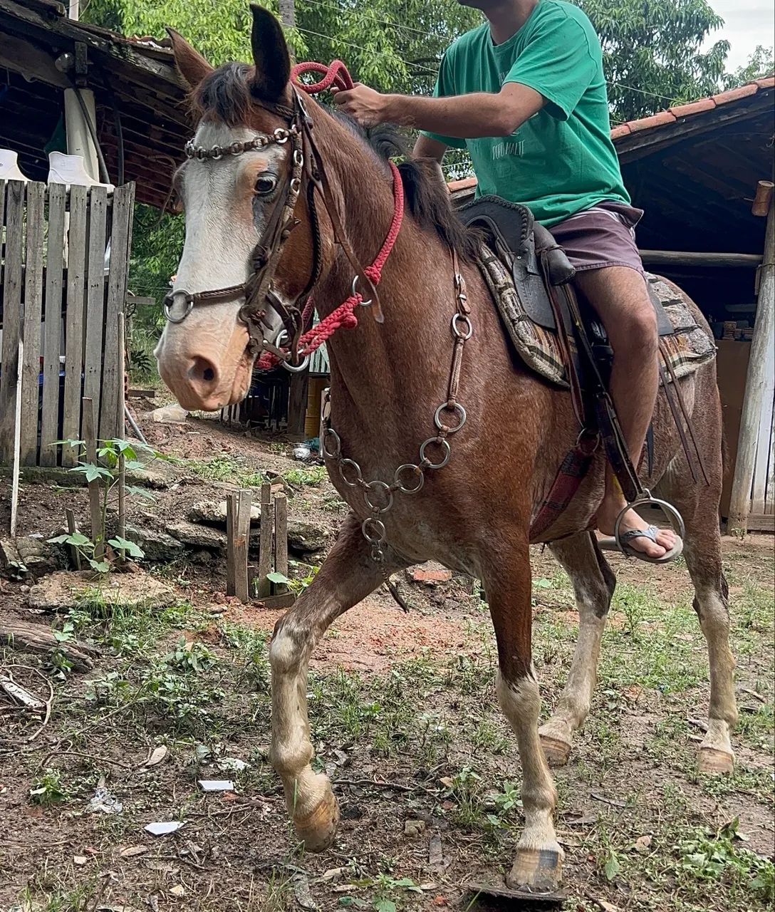 Cavalo marchador a venda  - Foto 2