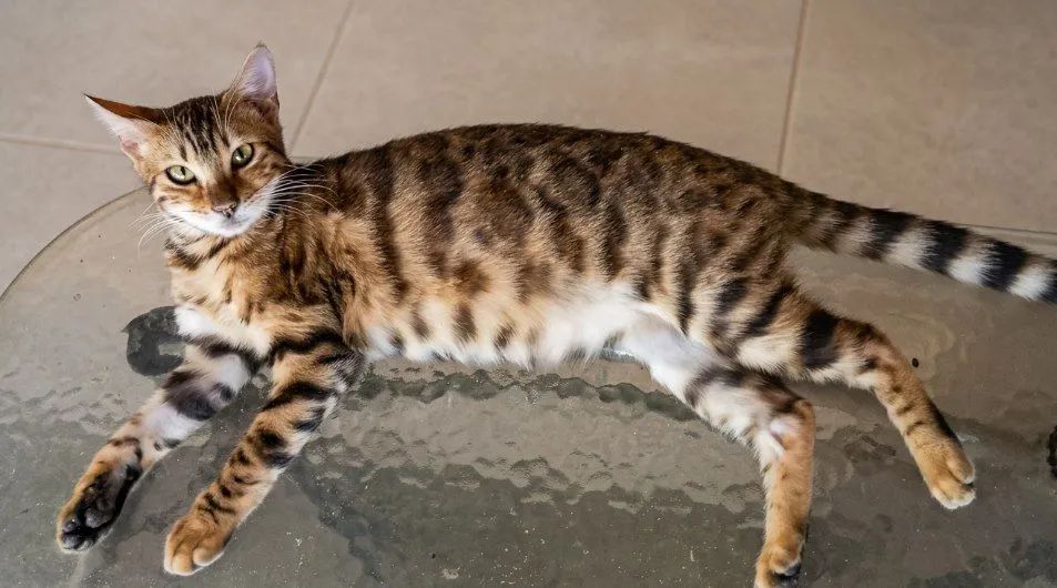 BENGAL c PEDIGREE - Foto 3