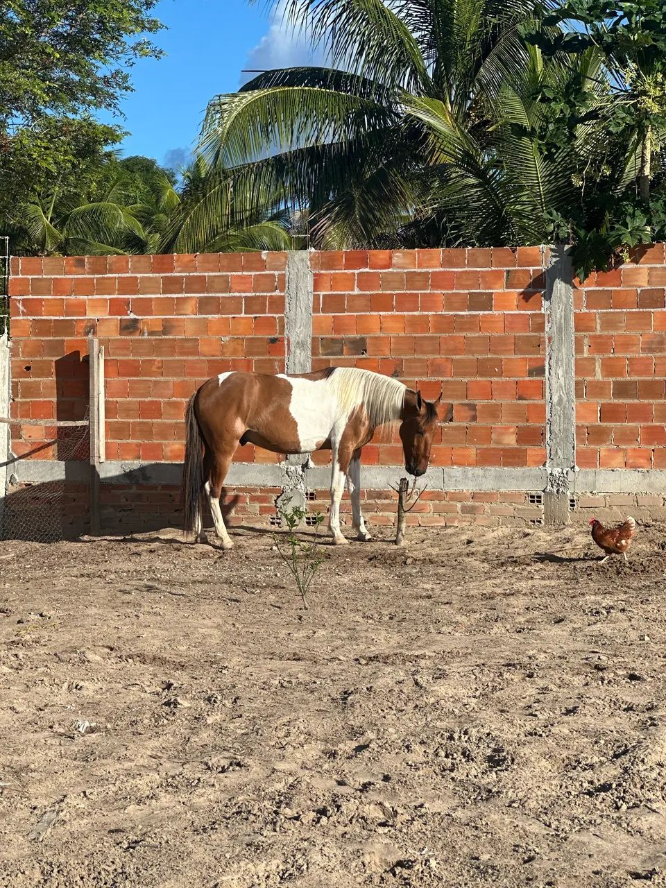 Vendo Potro Pampa - Foto 3
