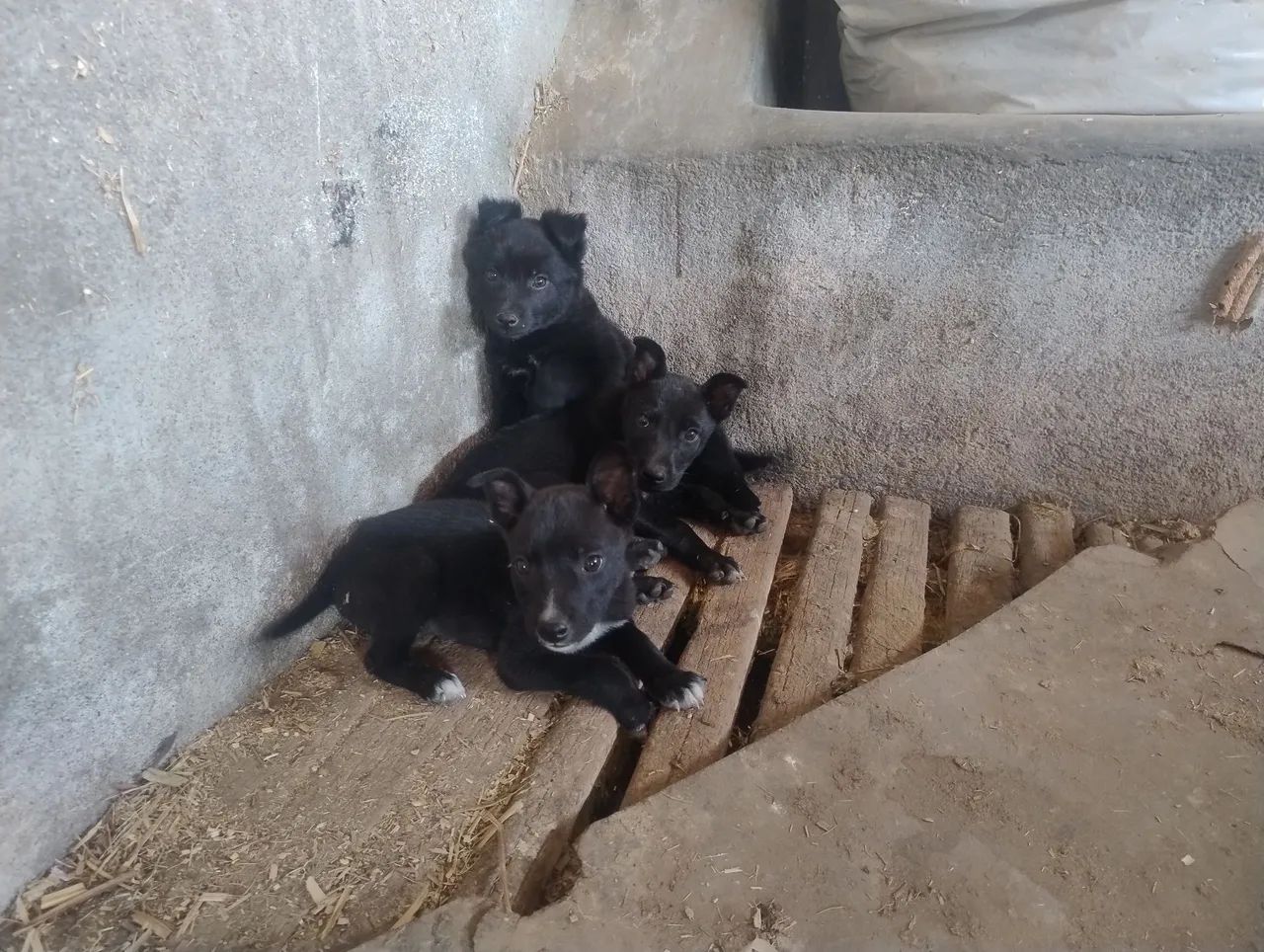 Cachorro  - Foto 2