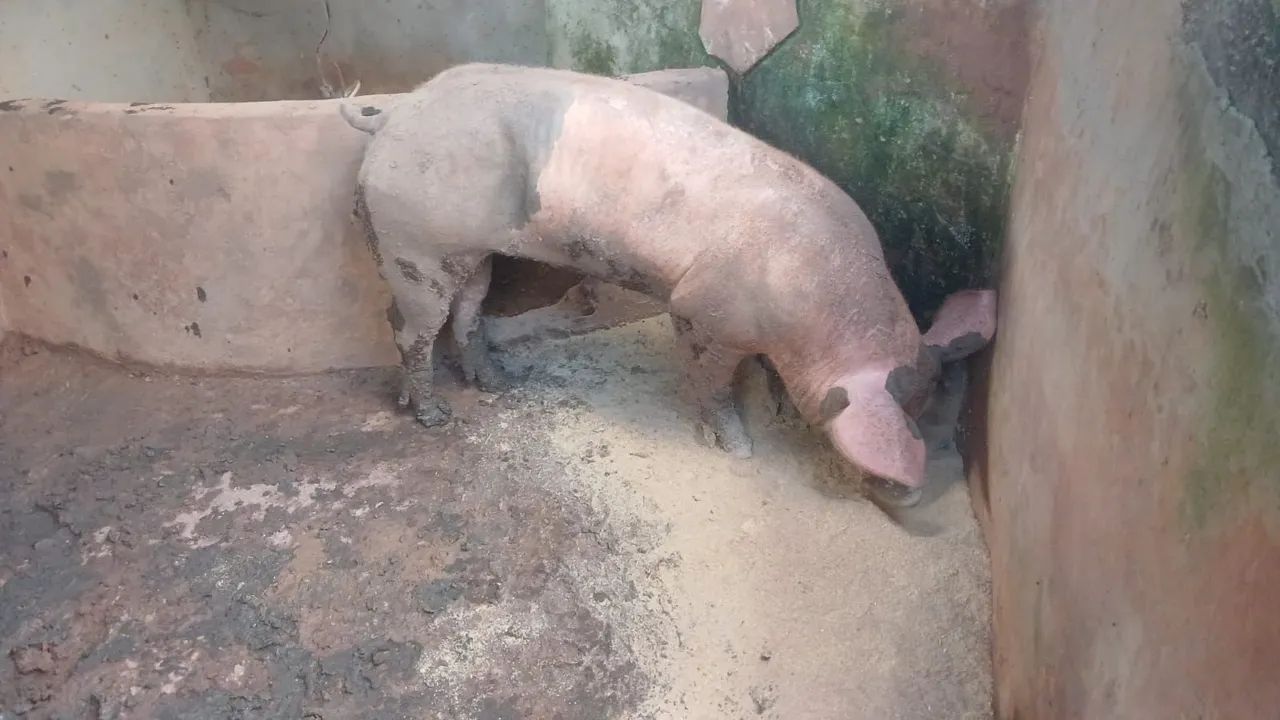 Reprodutor  jovem F1 - Foto 4