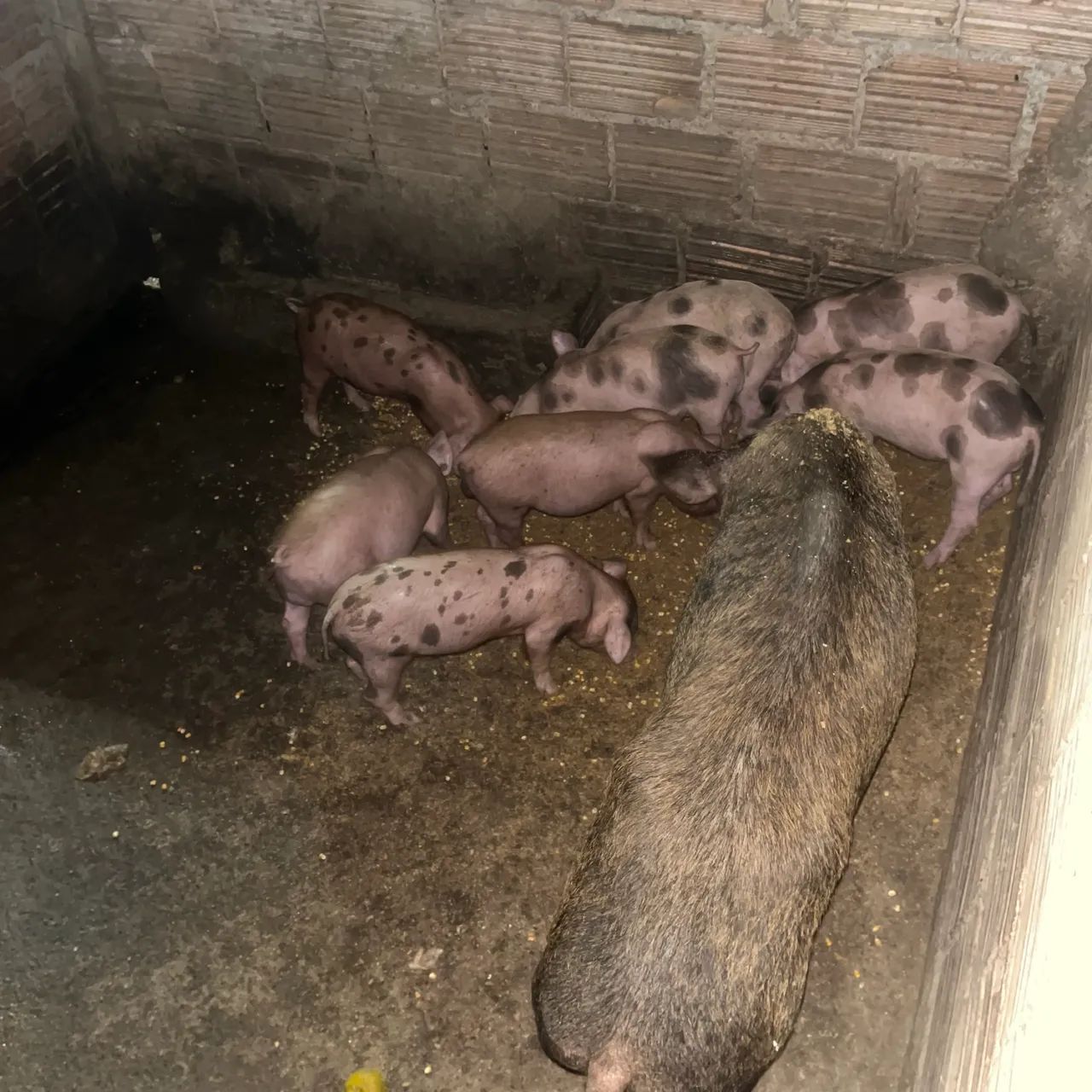 Vendemos porco - Foto 3