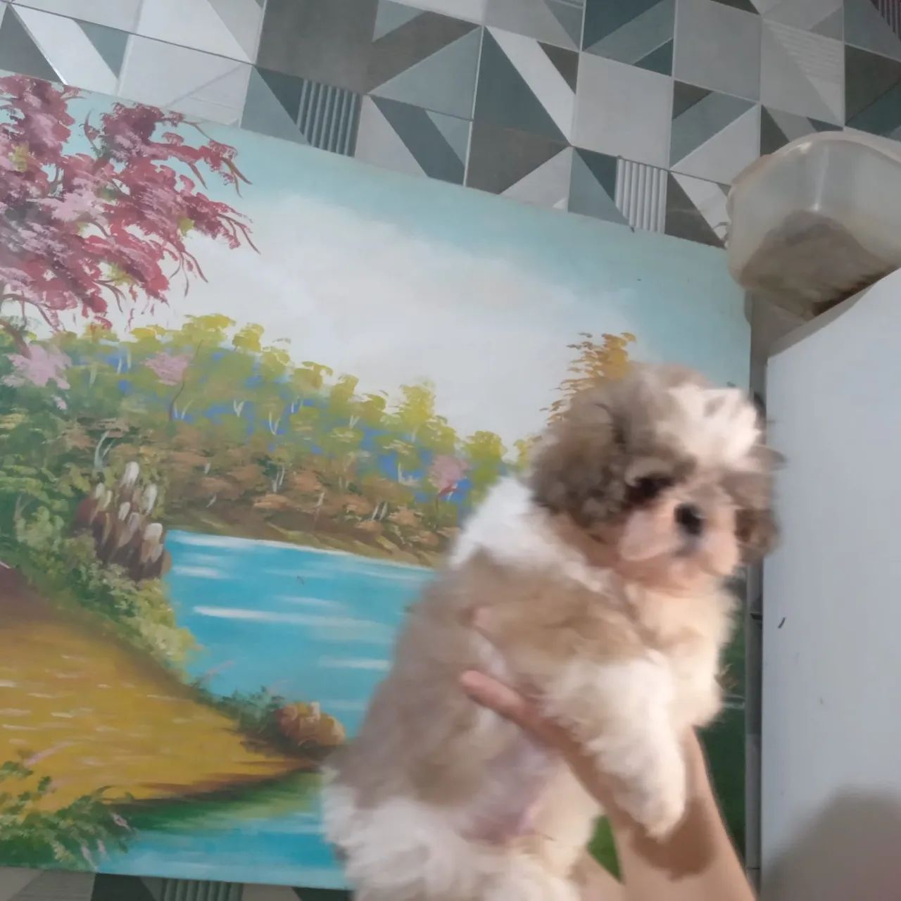 Cachorro Shitzu  - Foto 3