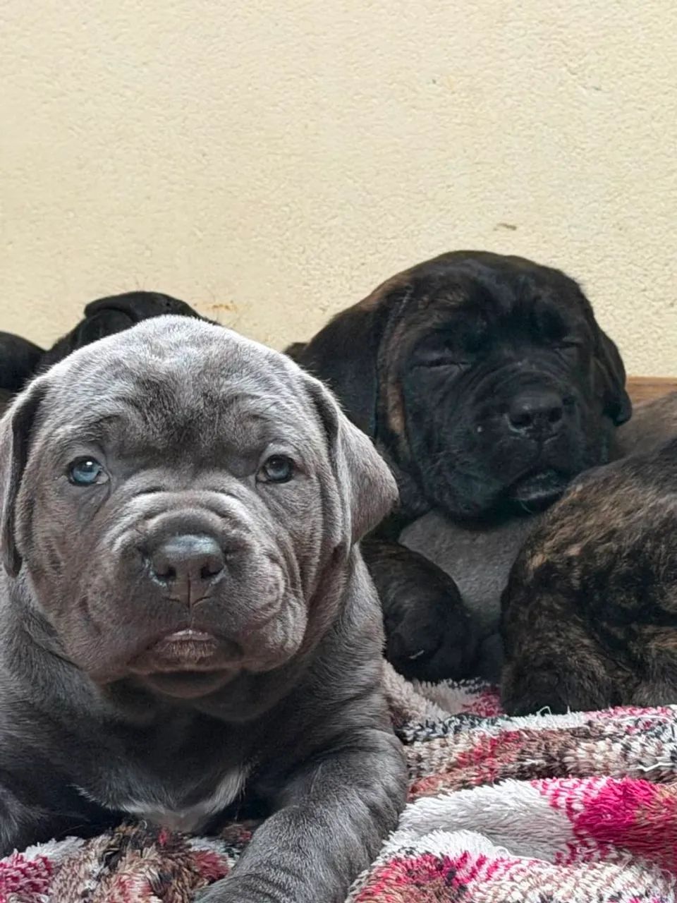 Filhote de Cane Corso com Pedigree  - Foto 2