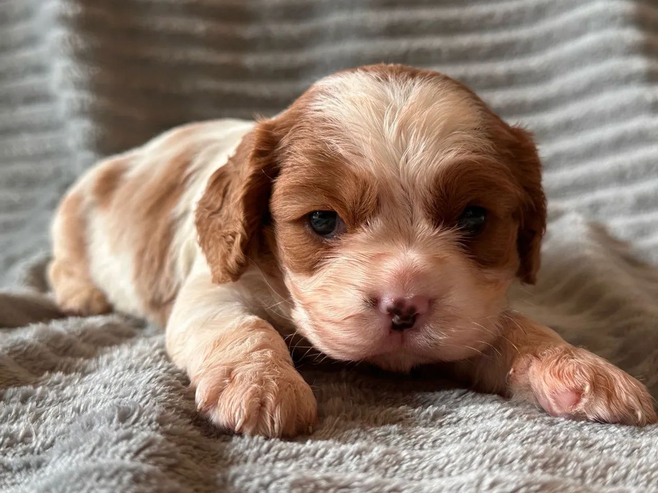 Cavalier charles King Spaniel - Foto 3