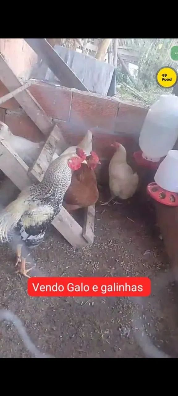 Galinhas