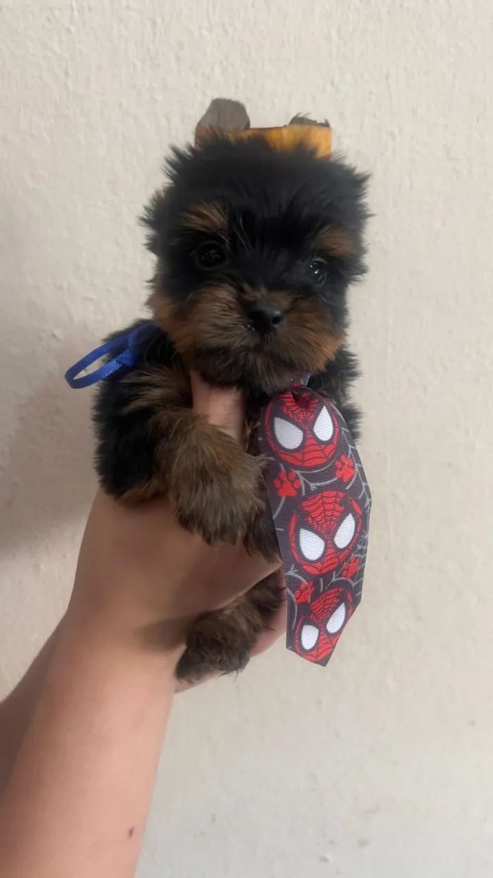 Yorkshire Terrier Filhotes - Pequenos e Saudáveis