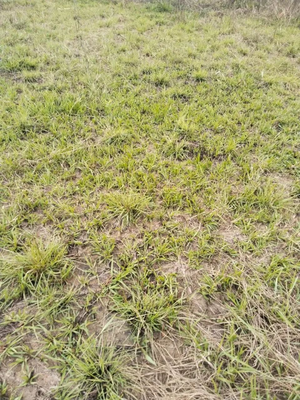 Lotes em tingua - Parque Estoril  - Foto 5