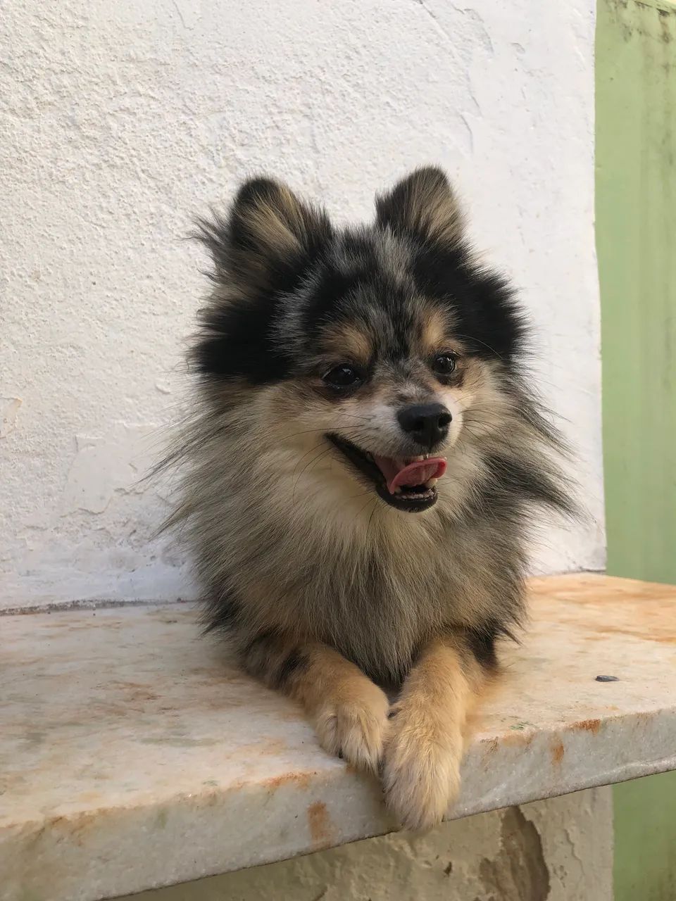 Macho Spitz Preto Merle tan - Foto 4