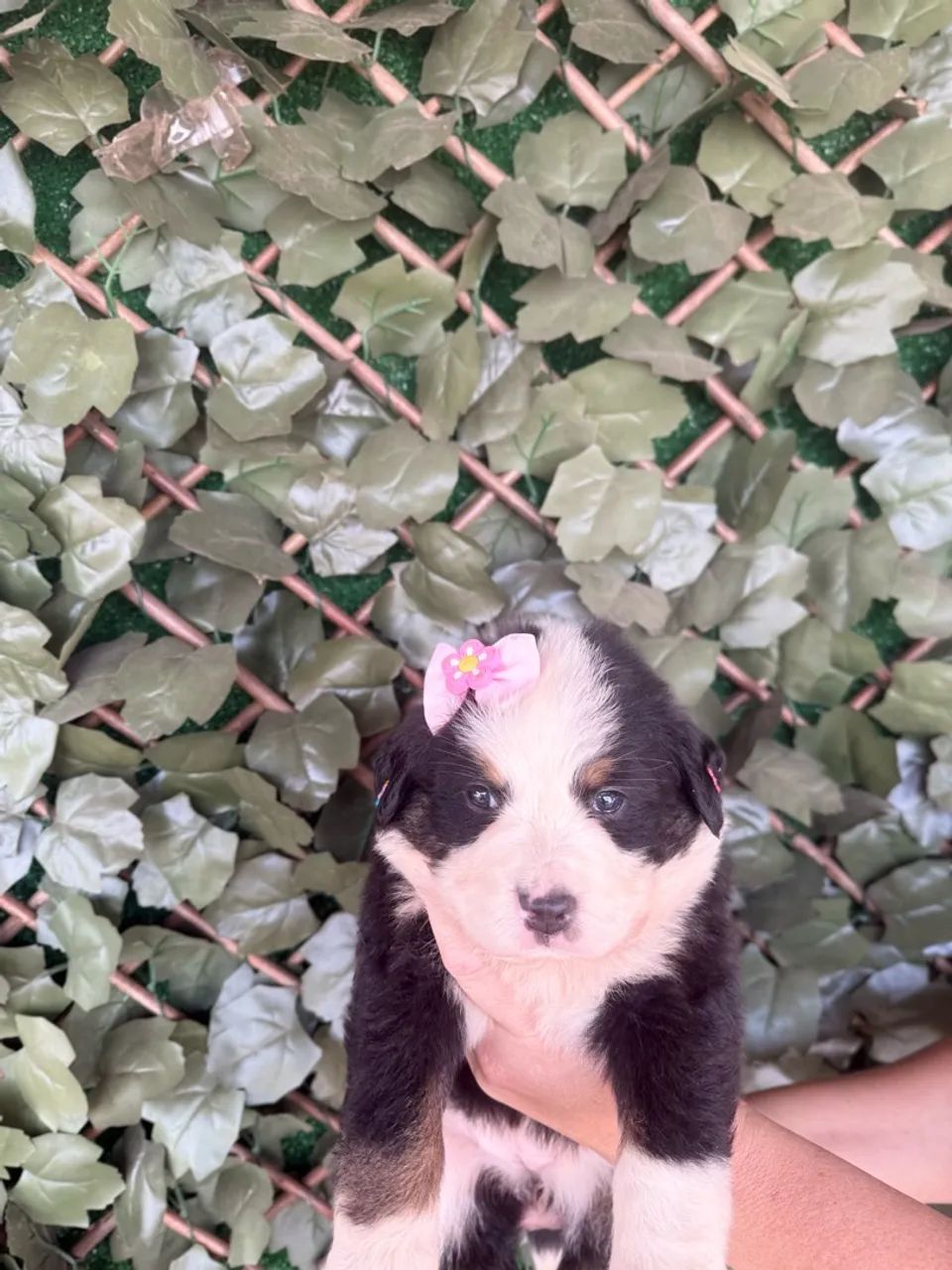 Bernese  - Foto 2