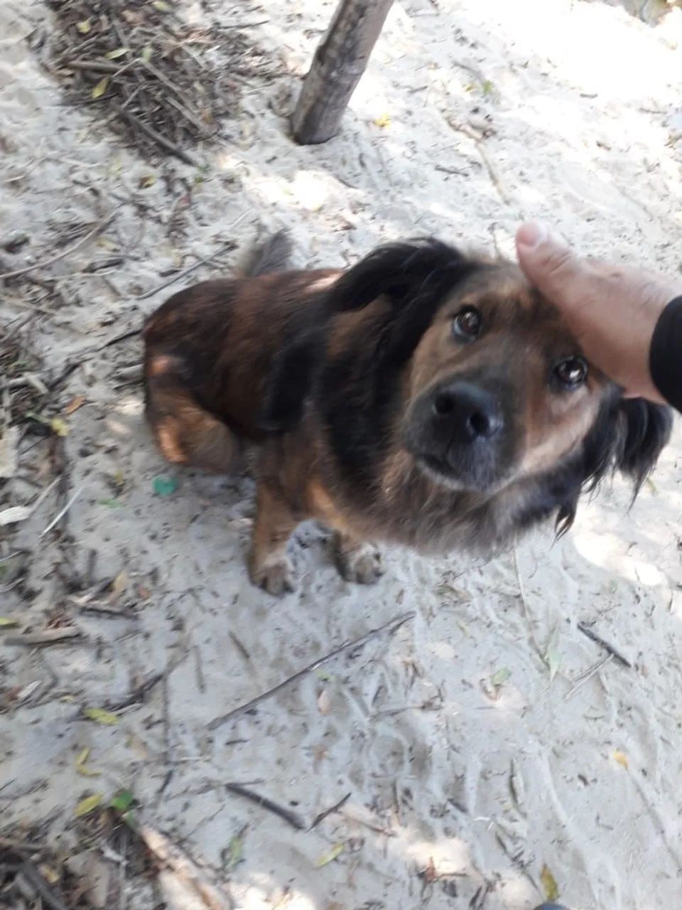 Adoção responsável  - Foto 4