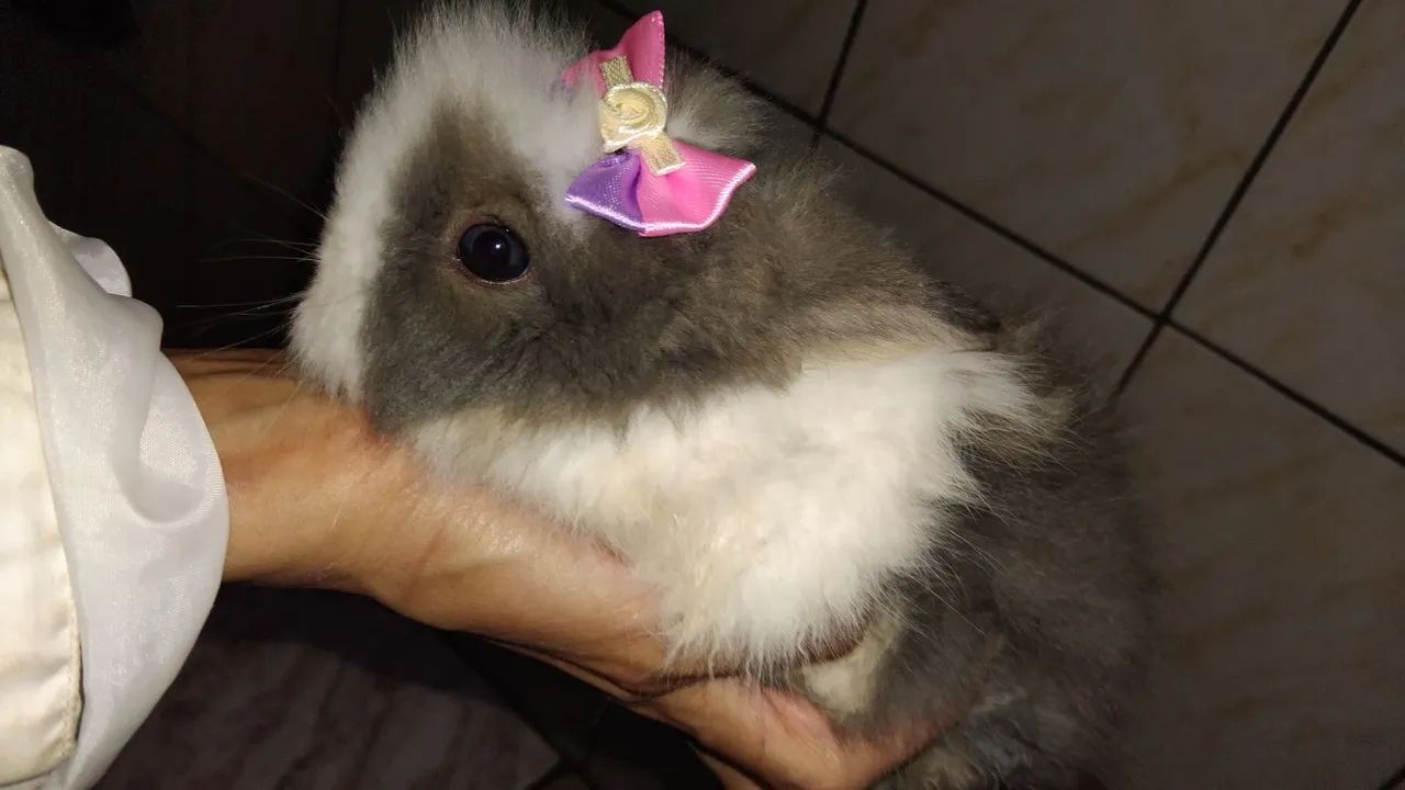Mini Teddy Dwerg 