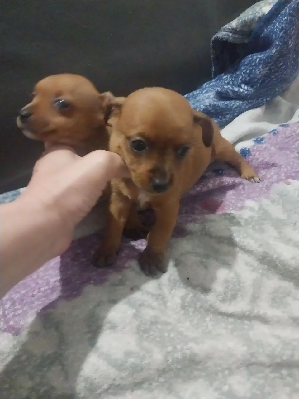 Pinscher  - Foto 3