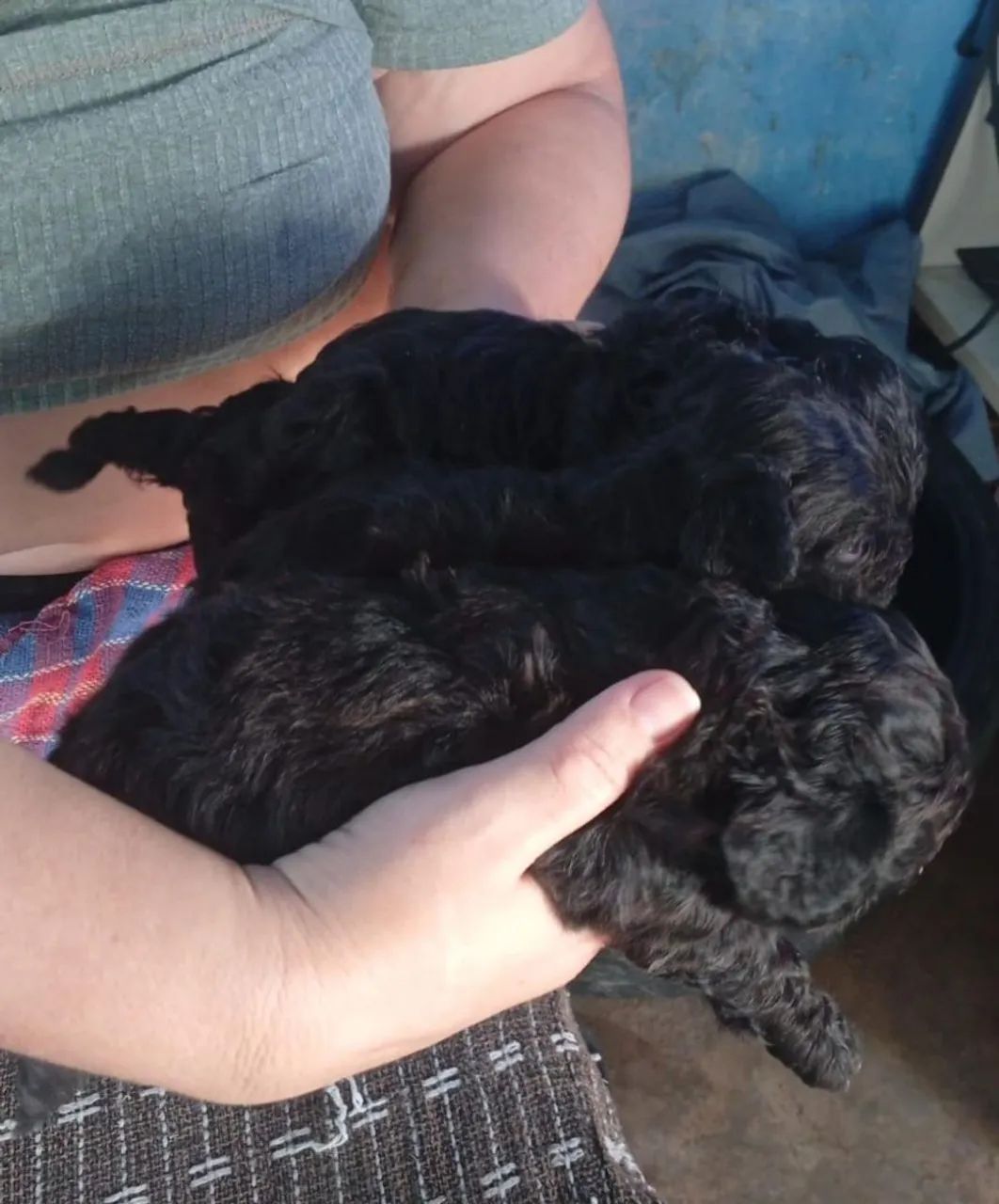 Poodle toy  - Foto 3